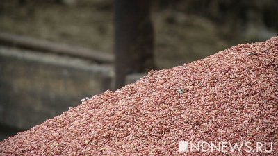 Украинские крестьяне сбывают зерно с убытком в 60%